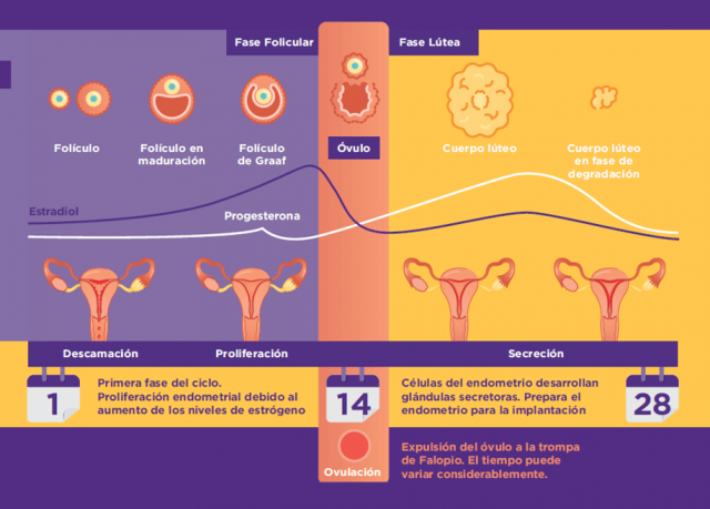 Conoce Tu Sistema Reproductor EllaOne 